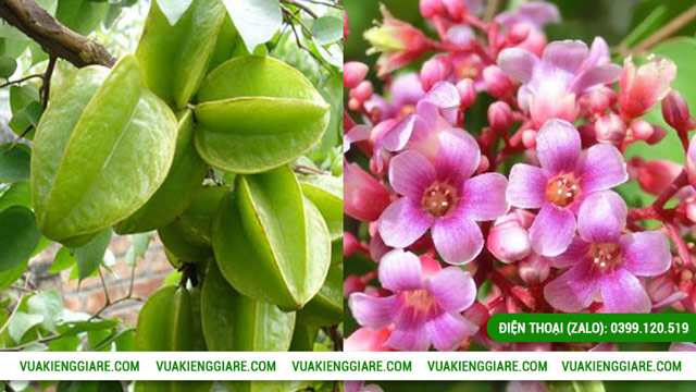 Công dụng của cây khế