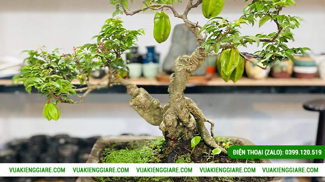 Công dụng của cây khế