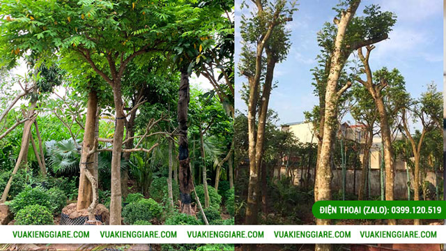 Điều kiện trồng và cách chăm sóc cây khế