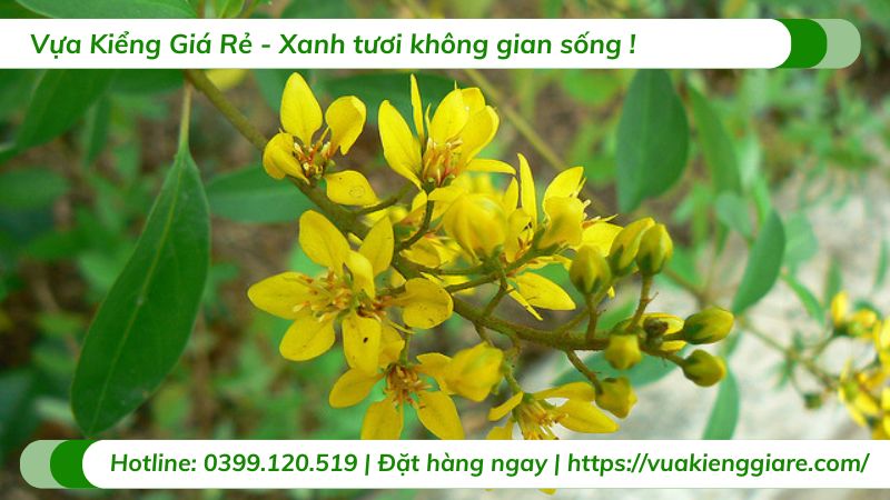 cây kim đồng vàng