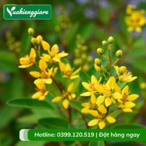 cây kim đồng vàng