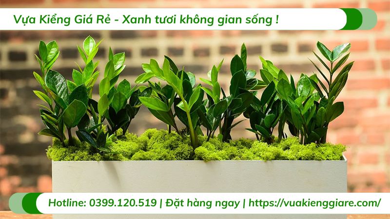 cây kim tiền trồng trang trí