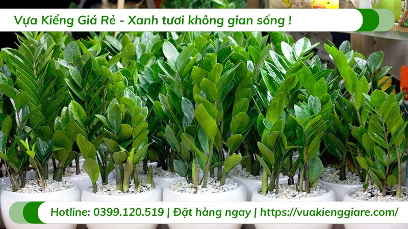 cây kim tiền trồng trang trí