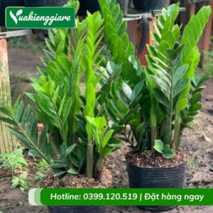 cây kim tiền trồng trang trí