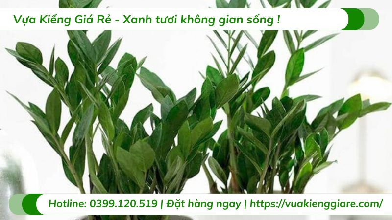 cây kim tiền trồng trang trí