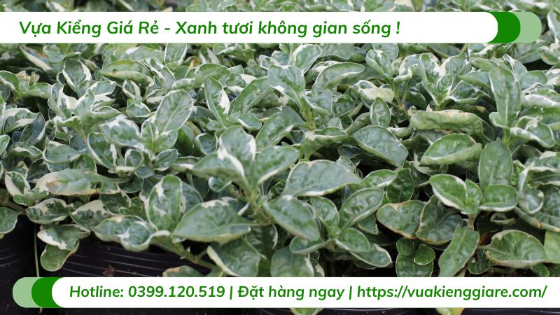 cây lá cẩm thạch