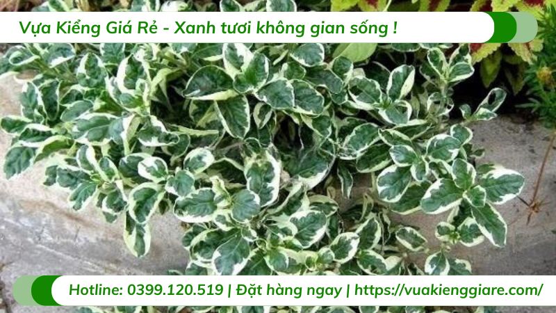 cây lá cẩm thạch