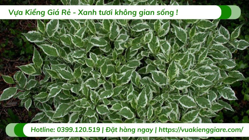 cây lá cẩm thạch