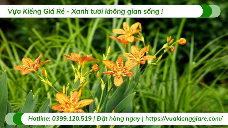 cây lan rẻ quạt