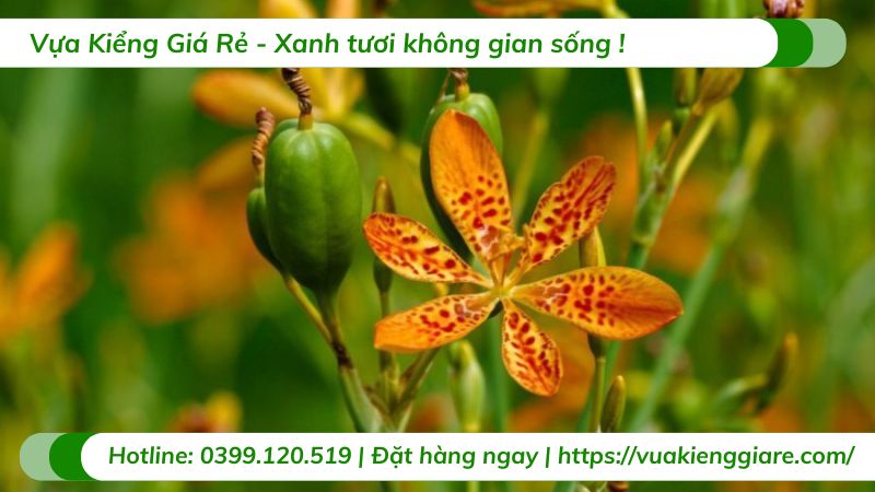 cây lan rẻ quạt