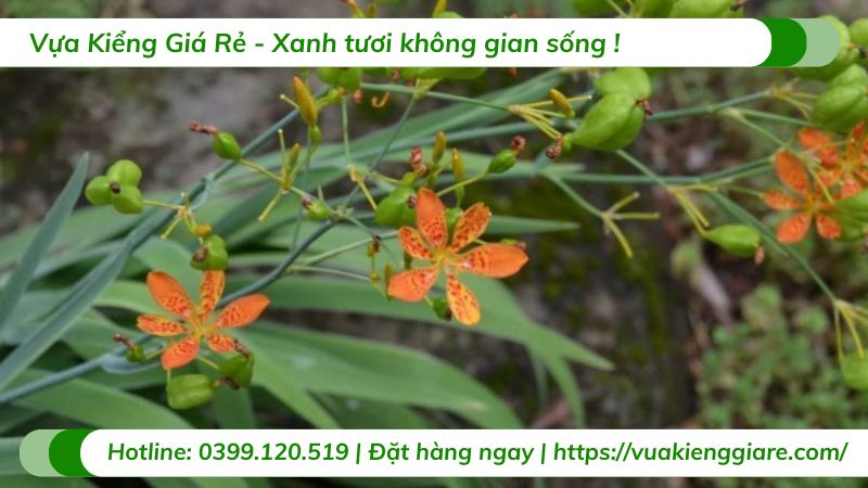 cây lan rẻ quạt