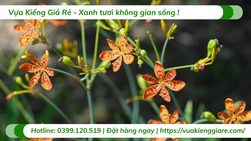 cây lan rẻ quạt