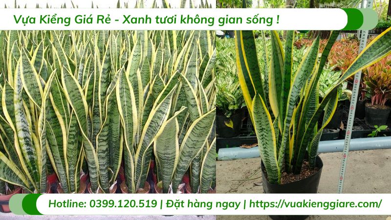 cây lưỡi hổ trồng trang trí