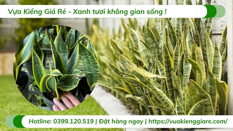 cây lưỡi hổ trồng trang trí