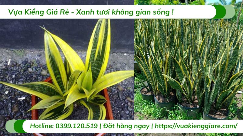 cây lưỡi hổ trồng trang trí