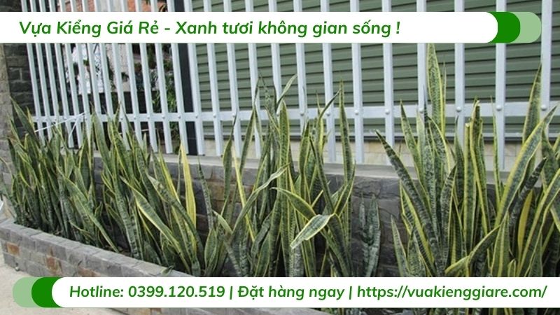 cây lưỡi hổ trồng trang trí