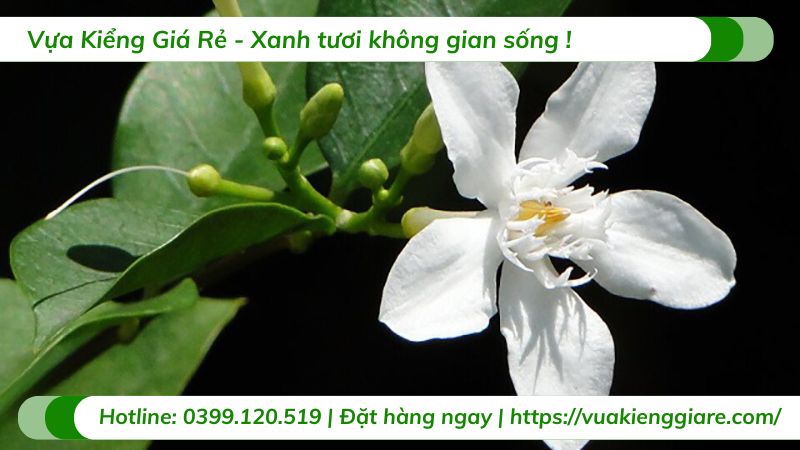 cây mai chỉ thiên