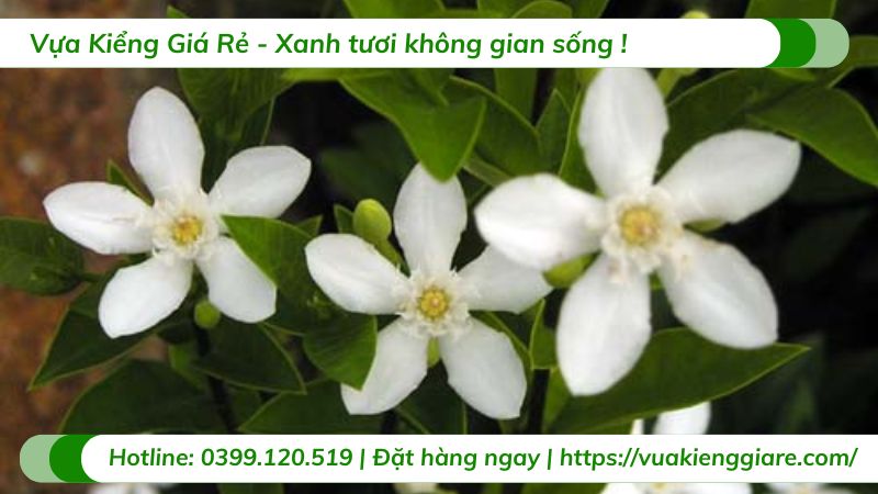 cây mai chỉ thiên