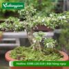 cây mai chiếu thủy bonsai