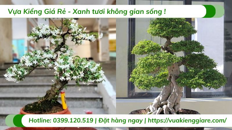 cây mai chiếu thủy bonsai