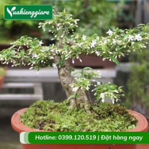 cây mai chiếu thủy bonsai