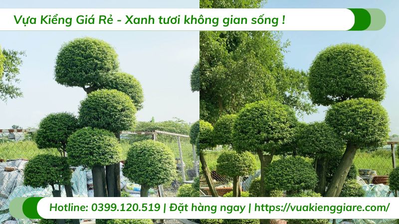 cây mai chiếu thủy ghép lồng mức