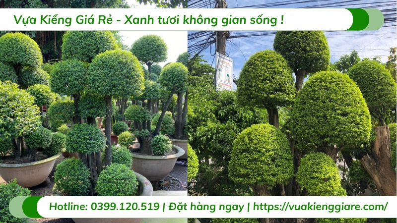 cây mai chiếu thủy ghép lồng mức