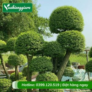 cây mai chiếu thủy ghép lồng mức