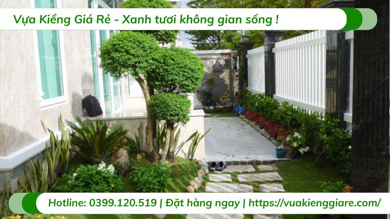 cây mai chiếu thủy ghép lồng mức