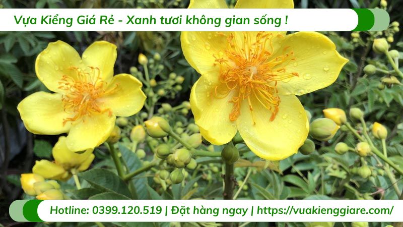 cây mai hoa đăng