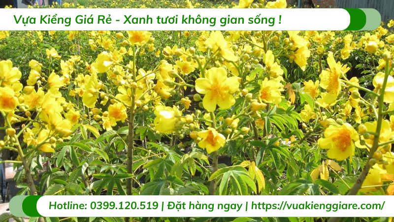 cây mai chiếu thủy ghép lồng mức cay-mai-chieu-thuy-ghep-long-muc FALSE