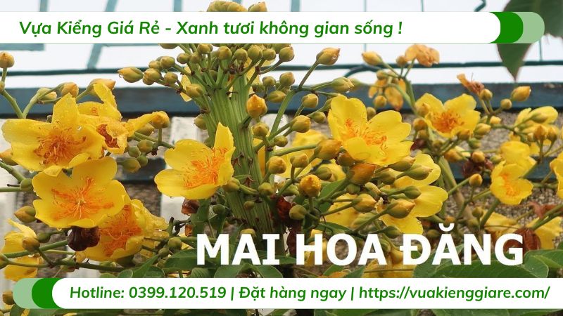 cây mai hoa đăng