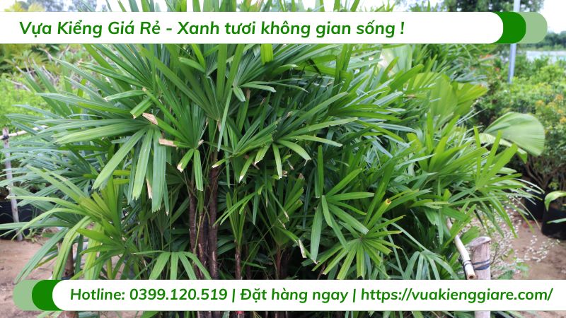 cây mật cật