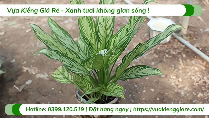 cây ngân hậu