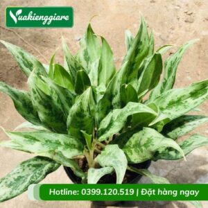 cây ngân hậu
