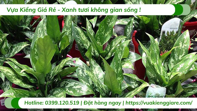cây ngân hậu
