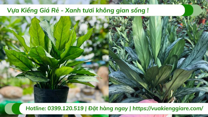 cây ngân hậu