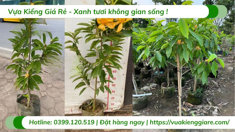 cây ngọc lan hoa vàng