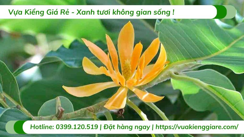 cây ngọc lan hoa vàng