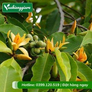 cây ngọc lan hoa vàng