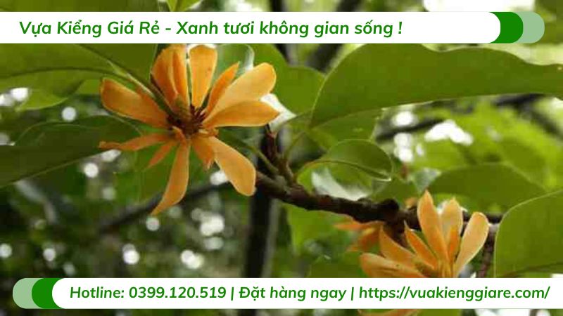 cây ngọc lan hoa vàng
