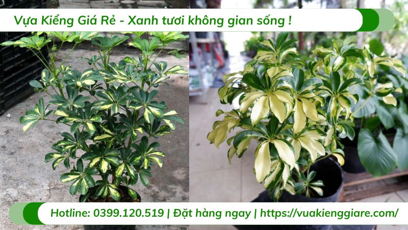 cây ngũ gia bì cẩm thạch