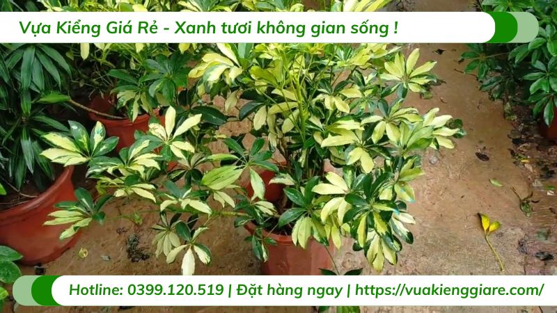 cây ngũ gia bì cẩm thạch