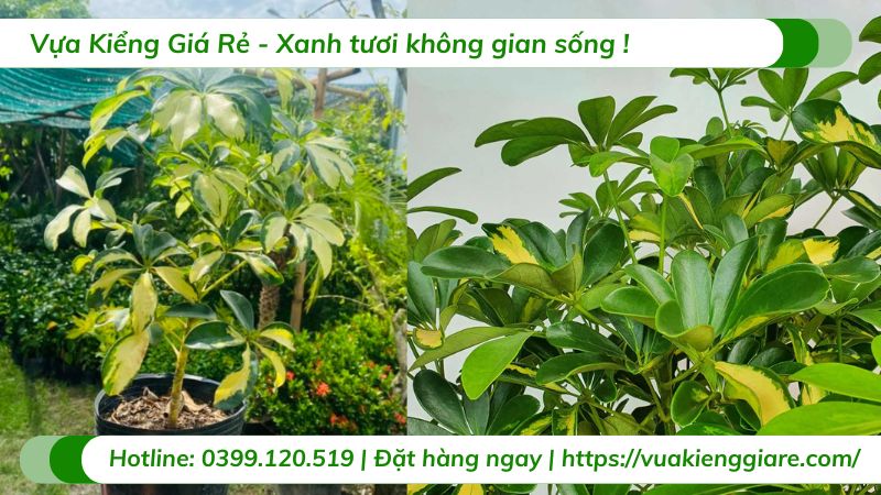 cây ngũ gia bì cẩm thạch