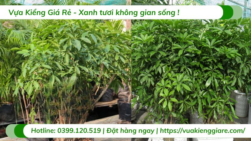 cây ngũ gia bì xanh