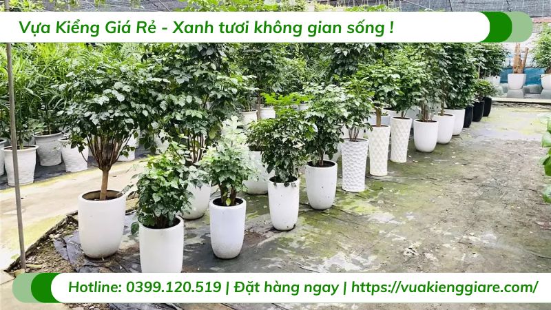 cây ngũ gia bì xanh