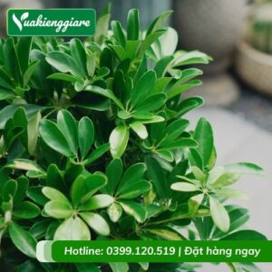 cây ngũ gia bì xanh