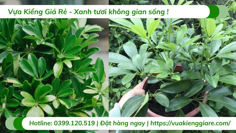 cây ngũ gia bì xanh