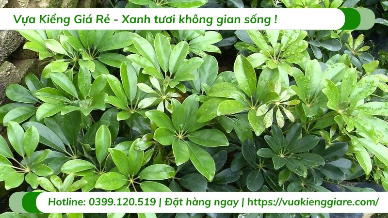 cây ngũ gia bì xanh