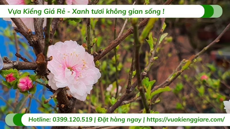 cây nhất chi mai